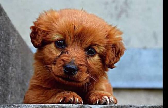 رعاية جرو كلب فقد امه او فى حالة عدم كفاية لبن الام للجرو