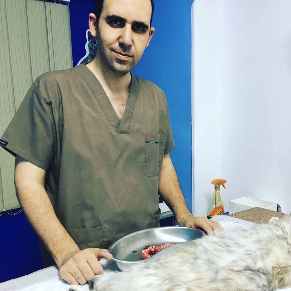 البيومترا - صديد بالرحم - Pyometra in cats