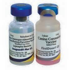 عيادة ايجى فيت البيطرية | التطعيم الثمانى فايزر