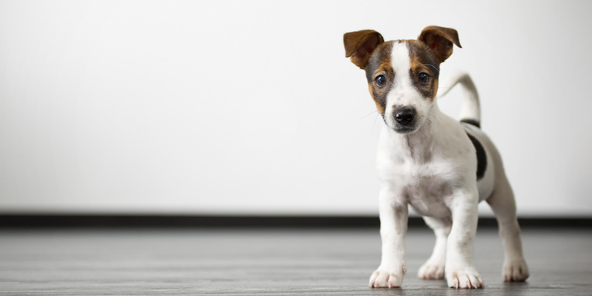 عيادة ايجى فيت البيطرية