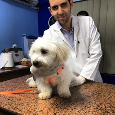 عيادة ايجى فيت البيطرية